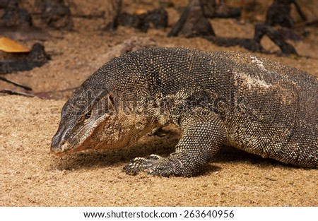 Malaysia.Tioman island , summer.Huge, monitor lizard on the beach near small river.