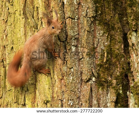 Poland.Spring in May.European squirrel on a tree trunk (Sciurus) and  he is going to chase the female.May is a time of festivities at the squirrels
