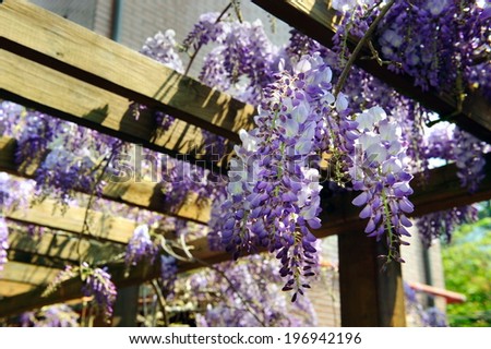 A cluster of purple and white climbing flowers hanging from a wooden frame.