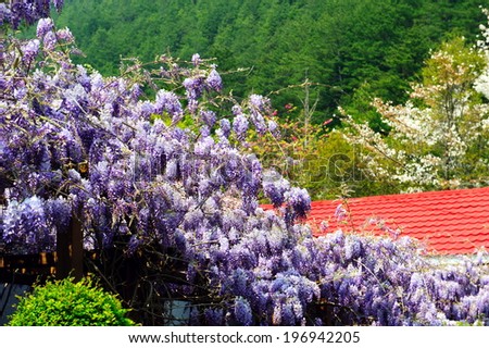 Purple lilac trees beside a red tiled roof building.