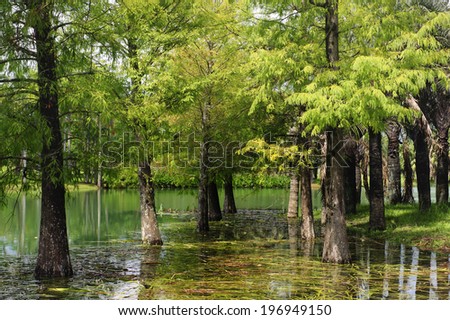 Many strong trees growing up through the water.