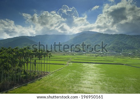 Fields of green, palm trees and a mountain scape.