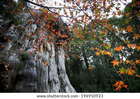Autumn leaves hanging down from a very old tree.