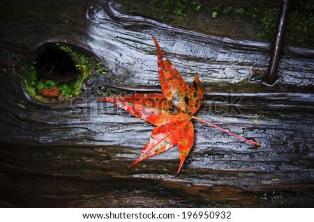 A single orange leaf sits on a wet log.