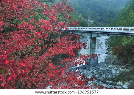 A train on a bridge over water with a large red tree in the foreground.