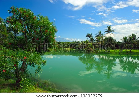 Palm trees are reflected in water. A lone tree opposite is in flower.