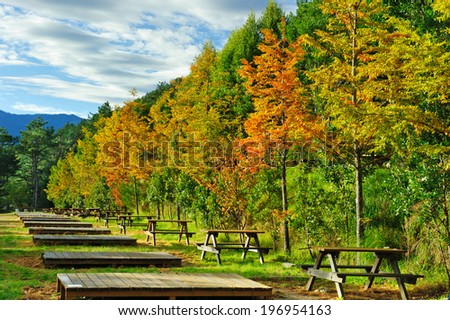 A line of wooden platforms and picnic tables along the edge of a forest.