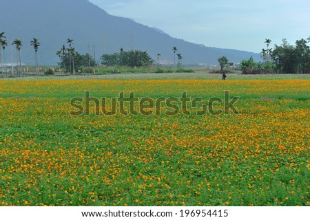 Golden wild flowers scattered among the green grass.