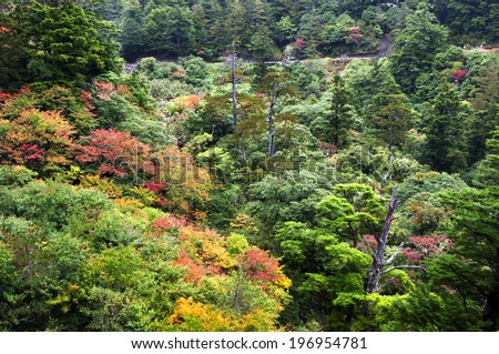 Multicolored trees in a small valley during the season change.