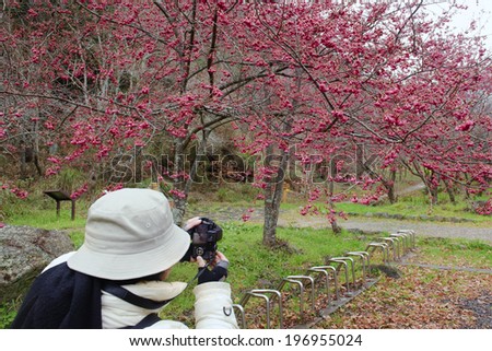A person taking pictures of trees in bloom.