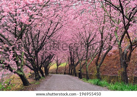 A gravel path lined by several flowered trees.