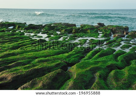 Mossy wet rocks with various paths and puddles leading to a large body of water.