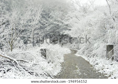 Snow covered trees lining a pathway leading into the distance.
