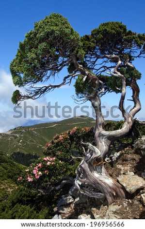 A huge tree with twisted branches and limbs surrounded by flowering bushes.