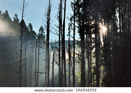 Sun shining through a group of trees on a clear day with mountains in the background.
