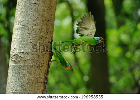 Two brightly colored birds, one in flight and one resting on a tree.