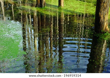 Tree in water surrounded by moss and grass.
