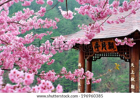 An extreme close-up of a cherry blossom tree near a gazebo.