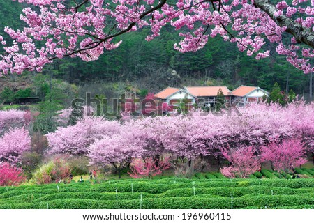 A building surrounded by pink, purple and green trees.