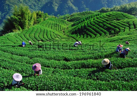 People harvest a crop at the base of the contoured hill.