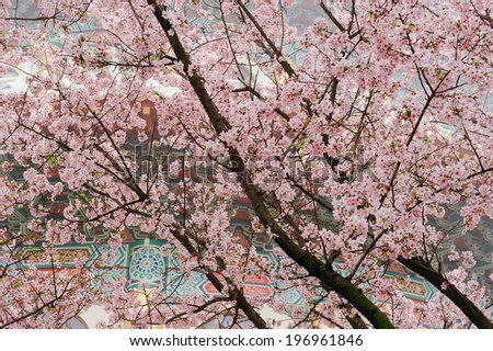 Pink flowers of a tree in front of a brightly painted building.