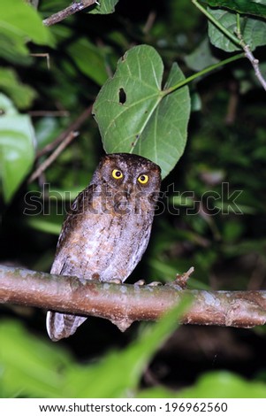 A bright eyed owl staring from a tree branch.