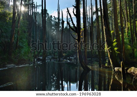 Barren trees with submerged roots in a forest.