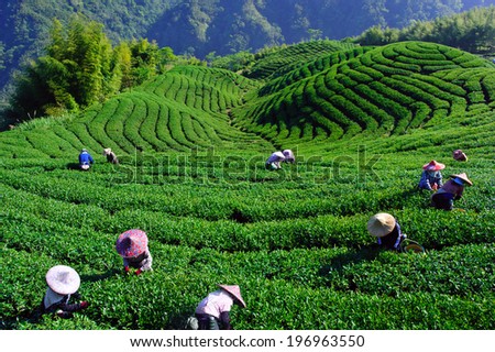 People working in rows of crops on a hill.