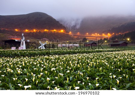 A field of white flowers sits at the base of a mountain.