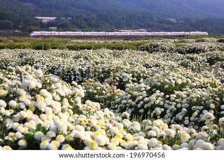 A long train traveling next to a field of white flowers.