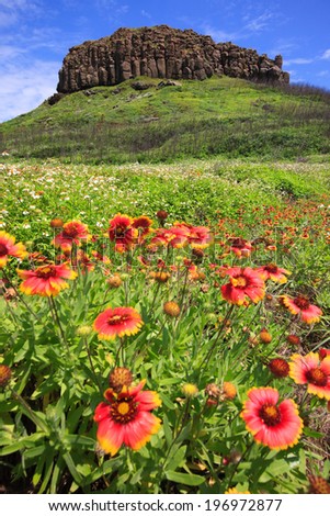 Brightly colored flowers populate the field, overlooked by the distant hill.