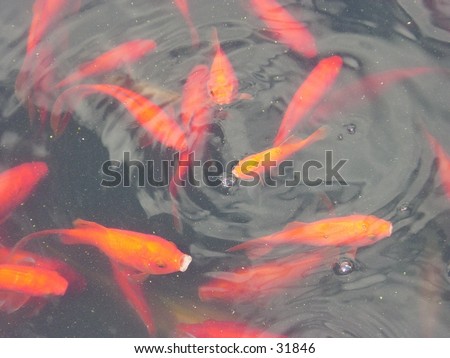 Fish feeding at NY Botanical Gardens, NYC