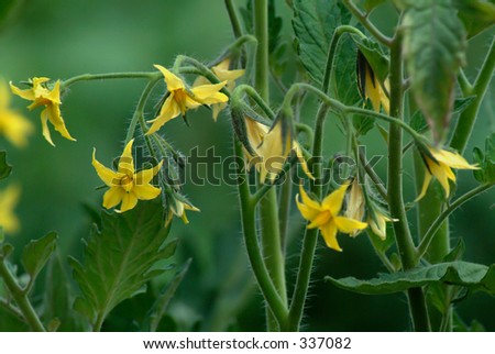 Truss of tomato flowers