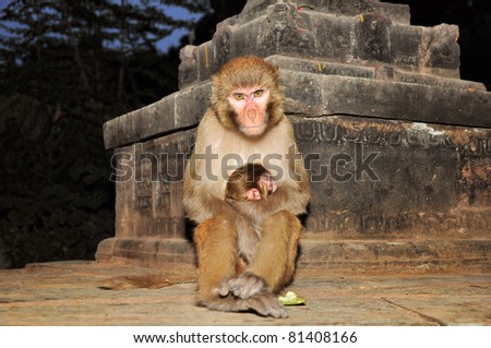 Rhesus macaque monkey at temple in Bhaktapur, Kathmandu valley, Nepal