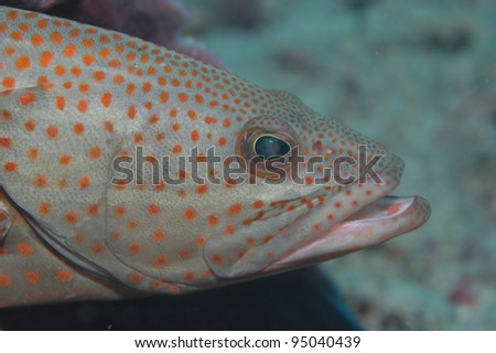 Orange spotted fish