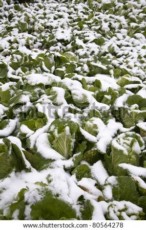 Winter vegetable