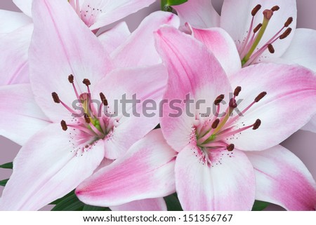 Close-up view of a bunch of bright pink and white Asiatic lilies on a delicate toning pastel background with a hint of shadow.