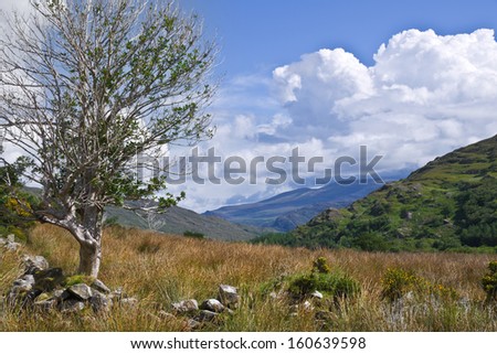 Typical Irish countryside. A rugged holly tree with sun bleached trunk on a stone wall beside a bog, outcrops of rock on a green hill, distant mountains and blue sky with clouds for use as copy space.