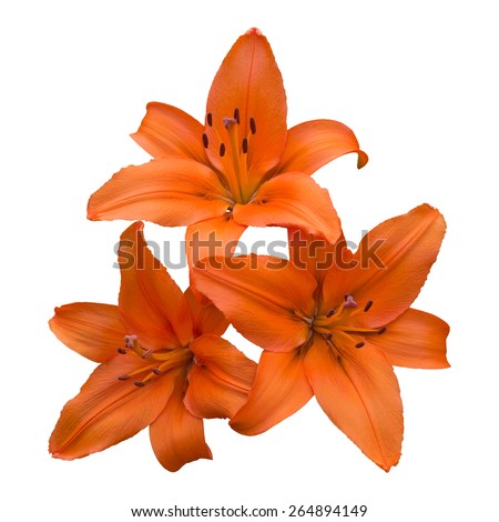An arrangement of three vibrant orange asiatic lily flowers, isolated on a pure white background.