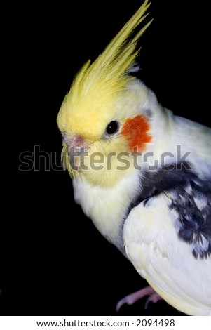 white cockatiel