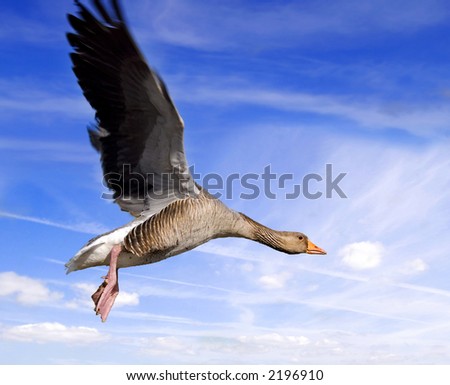 Goose on the wing