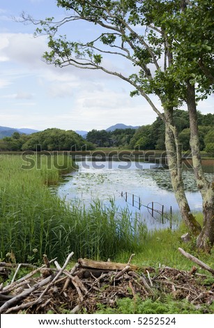 Summer sky reflected in the Lower Lake, (Lough Leane) Killarney, Ireland, with a native alder tree, a patch of water lilies in the morning sunshine and a glimpse of blue mountains in the distance