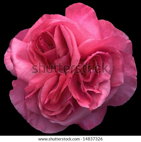 Full-blown pink rose with triple centers (isolation on black with clipping path)