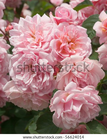 Tightly packed cluster of scented pink flowers on the old-fashioned English shrub rose variety \