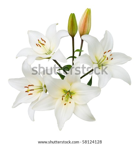 stock photo Spray of four white lilies and two buds isolated on white with 