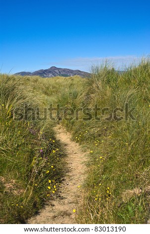 Sand dunes planted as a natural ecological defence against damage to the coastal environment develop an eco system with a rich diversity of grasses, wild flowers and other plant life.