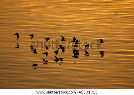 Flock of birds flying over water at sunset