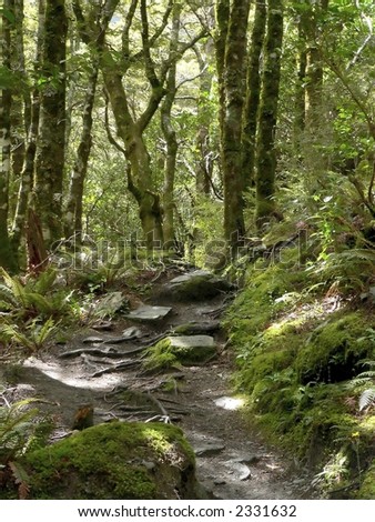 a forest path on the South Island of New Zealand