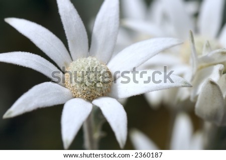 a white native Australian flower growing in the bush