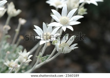 a few white Australian Native flowers